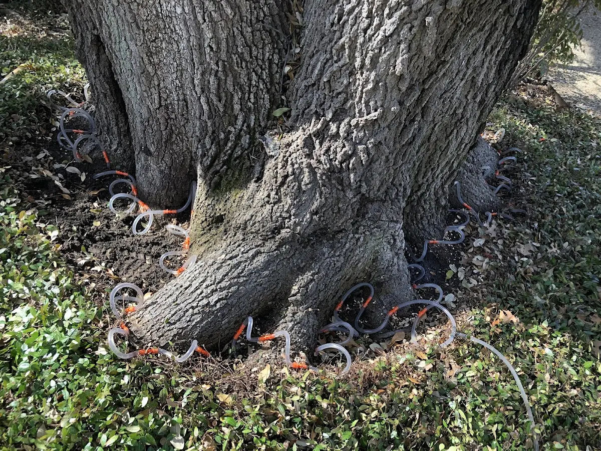 Detailed Tree Cabling and Bracing job site in Huntington Woods