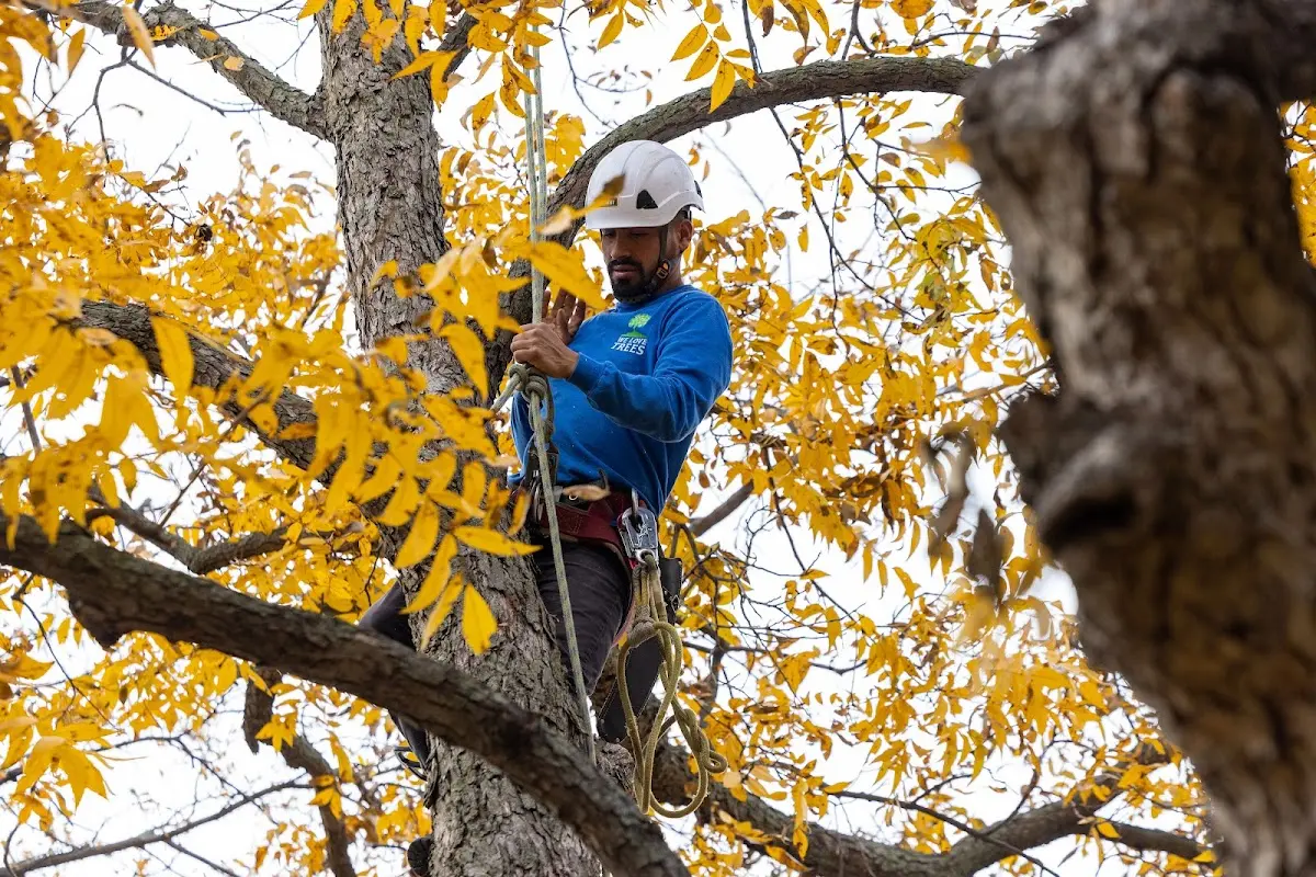 Skilled Tree Pruning crew working in Huntington Woods